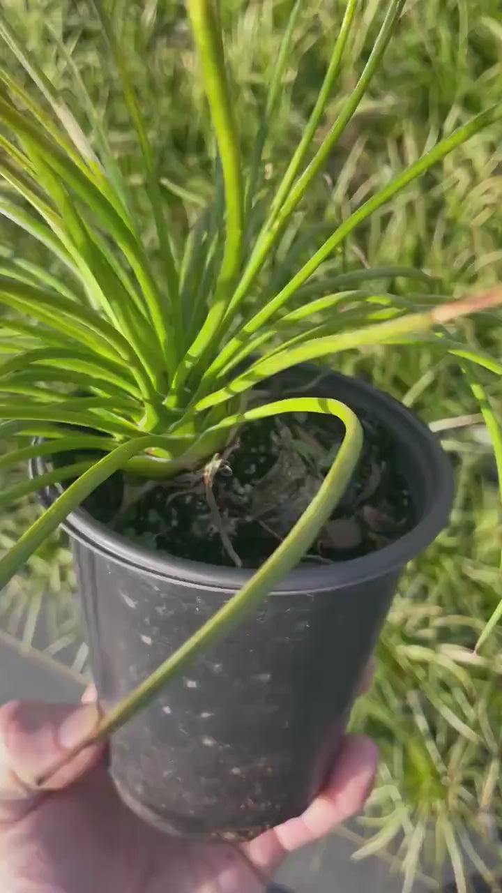 Twin Flowered Agave (Agave geminiflora) | 1 Quart Container | Drought-Tolerant, Low-Maintenance Succulent