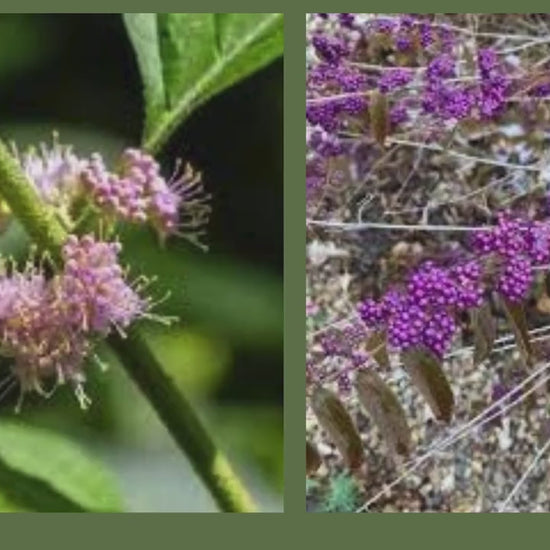 American Beautyberry -2 Plants per Order! - Callicarpa Americana is a native plant with unique purple berries and lush green foliage.