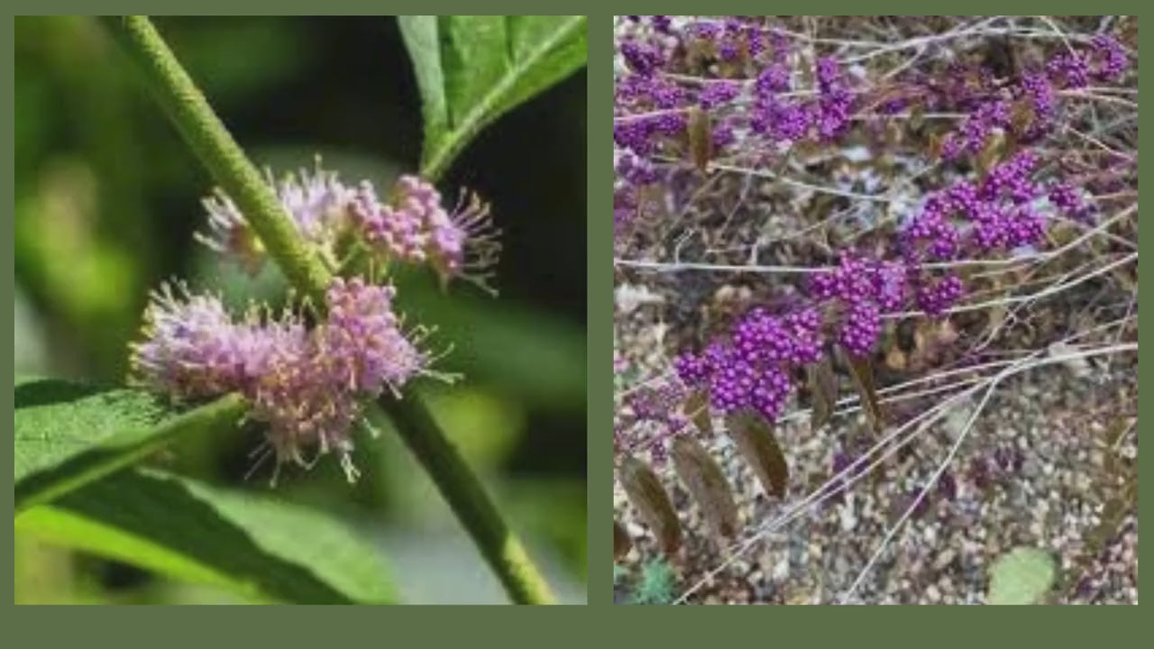 American Beautyberry -2 Plants per Order! - Callicarpa Americana is a native plant with unique purple berries and lush green foliage.