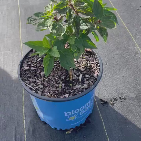 DRAGON BABY HYDRANGEA With Red and White Flowers - Available in 3 Gallon Size Containers - Sun Loving Hydrangea - Great for Cut Flowers