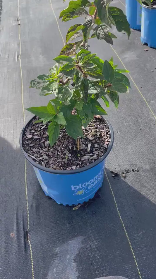 DRAGON BABY HYDRANGEA With Red and White Flowers - Available in 3 Gallon Size Containers - Sun Loving Hydrangea - Great for Cut Flowers