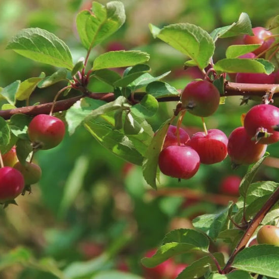 Callaway Crabapple Tree, 4 Feet Tall, Great for Fall Fruits, Wildlife, Easy to Grow and Fast Growing, White Flowers, Great Shade Tree Gift!