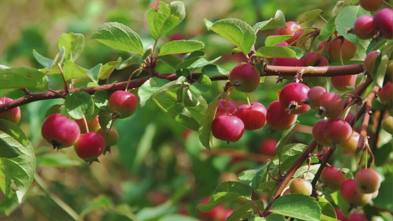 Callaway Crabapple Tree, 4 Feet Tall, Great for Fall Fruits, Wildlife, Easy to Grow and Fast Growing, White Flowers, Great Shade Tree Gift!