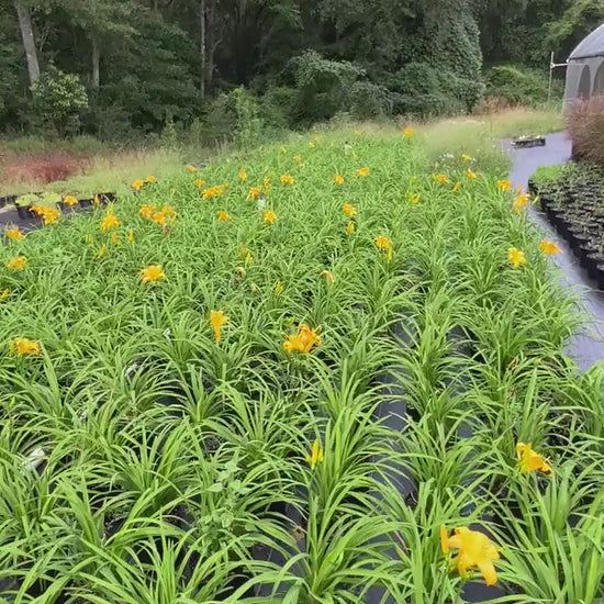 YELLOW DAYLILY | Buttered Popcorn |  1 Gallon |  Free Shipping!