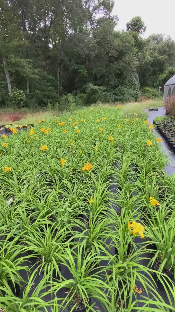 YELLOW DAYLILY | Buttered Popcorn |  1 Gallon |  Free Shipping!