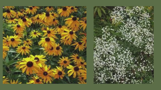 FALL WILDFLOWER PACK, 8 Different Plant Varieties, 16 Total Plants Included With Each Order, Free Shipping, Sun Loving Perennial, Pollinator