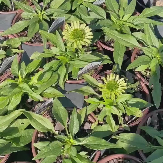 GREEN JEWEL CONEFLOWER - Echinacea - 1 Quart - Free Shipping