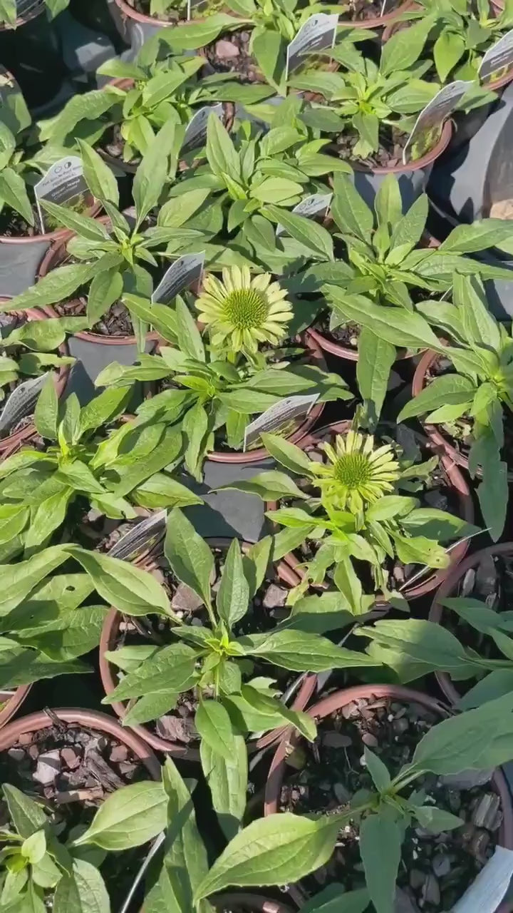 GREEN JEWEL CONEFLOWER - Echinacea - 1 Quart - Free Shipping