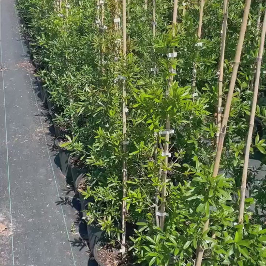 LIVE OAK TREES - 3’ Feet Tall Plus - Free Shipping!