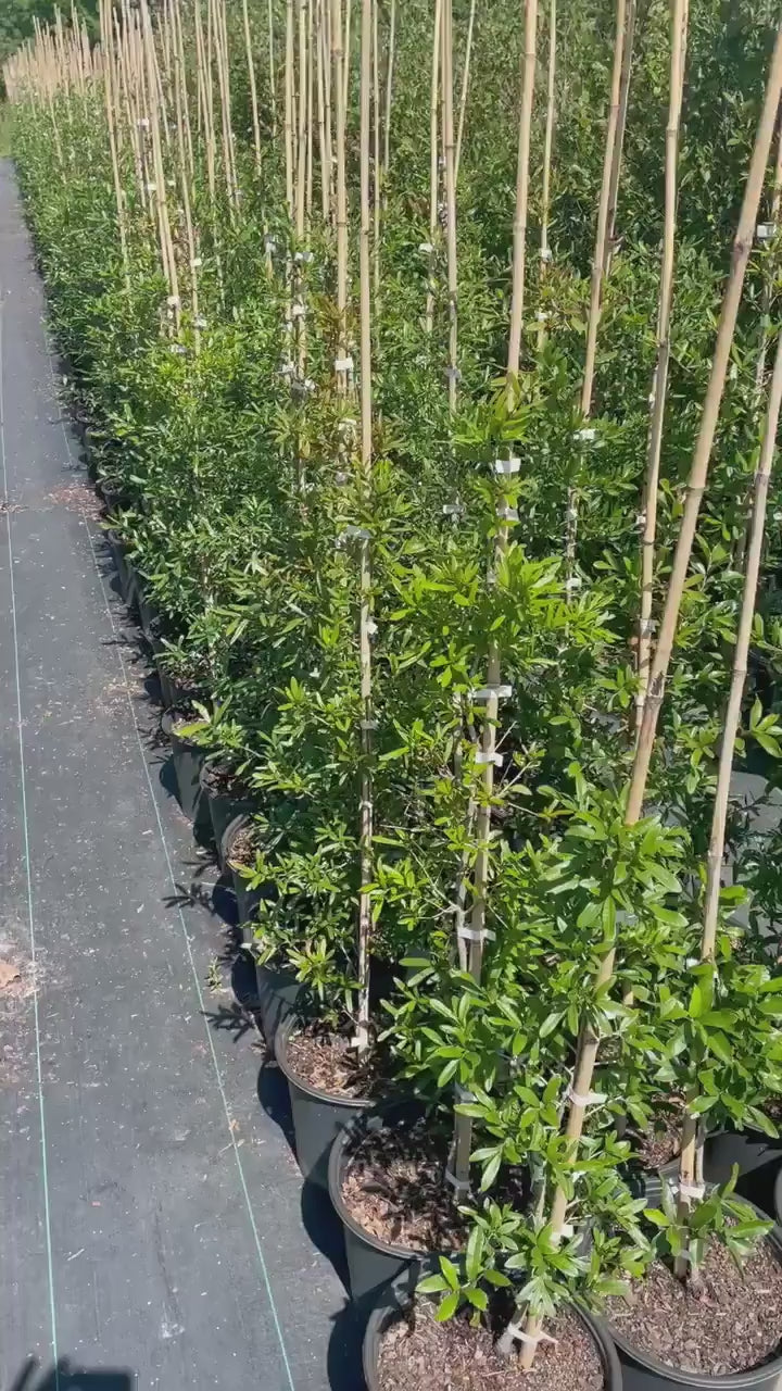 LIVE OAK TREES - 3’ Feet Tall Plus - Free Shipping!