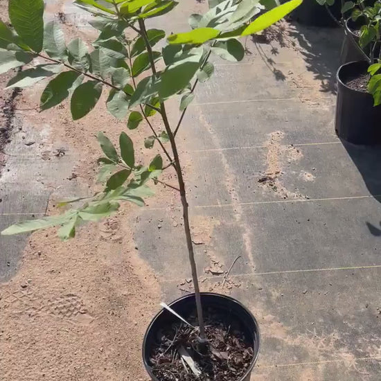 NATIVE PECAN TREE - 3 Gallon 3'-4' Tall - Free Shipping