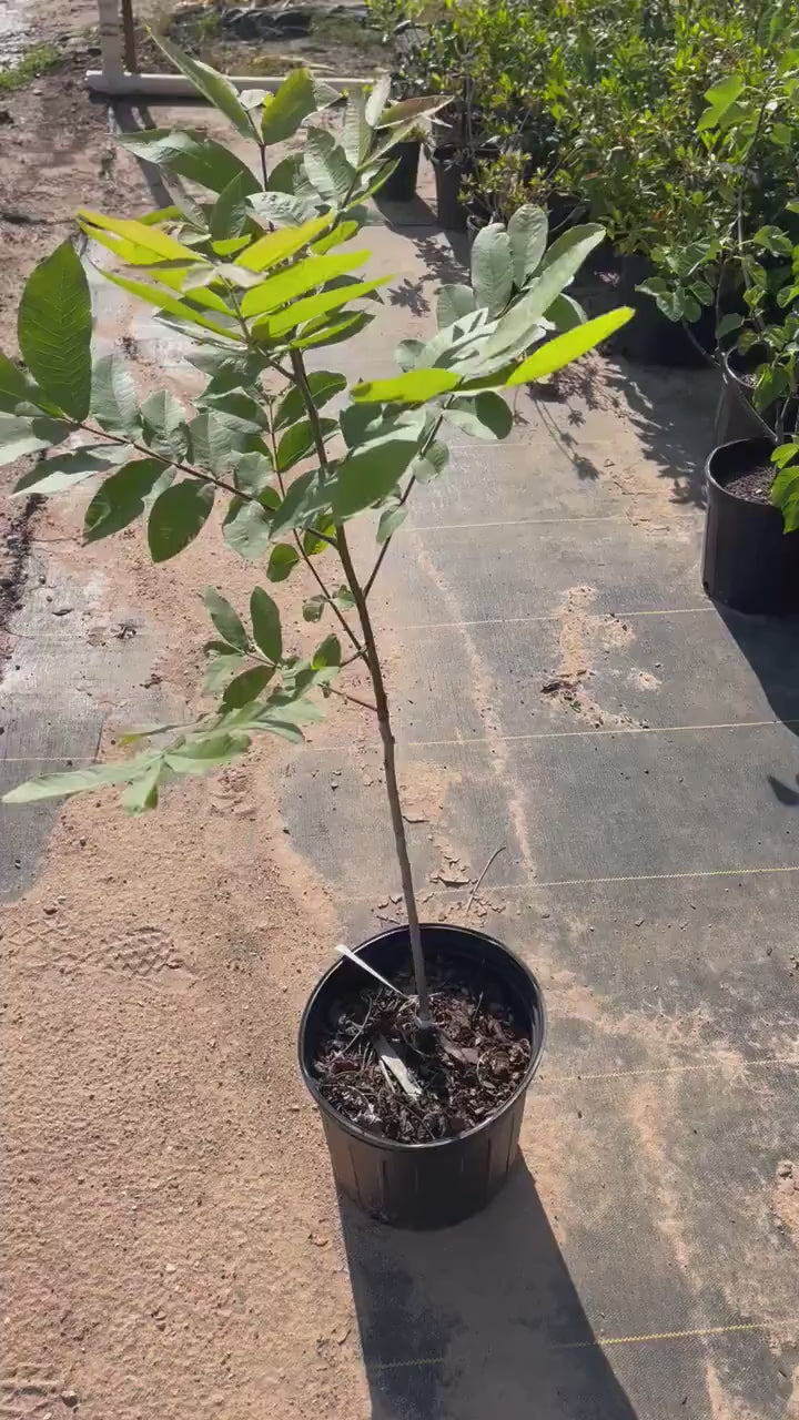 NATIVE PECAN TREE - 3 Gallon 3'-4' Tall - Free Shipping