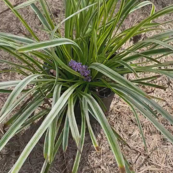 Variegated Liriope - Evergreen Groundcover - Free Shipping