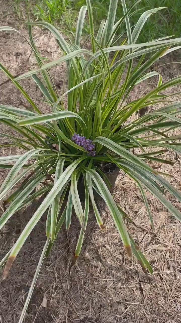 Variegated Liriope - Evergreen Groundcover - Free Shipping