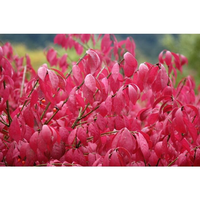 Burning Bush | Easy To Grow - BRILLIANT FALL COLOR | Free Shipping | 4 Plants with each order