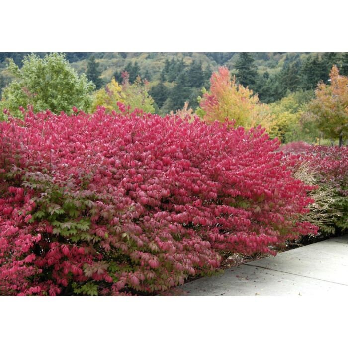 Burning Bush | Easy To Grow - BRILLIANT FALL COLOR | Free Shipping | 4 Plants with each order