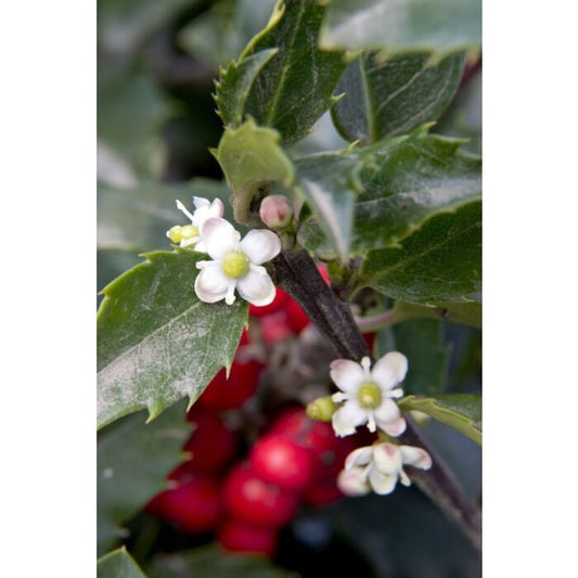 CHINA Girl Holly RED BERRIES! - 4 Plants Per Order - Free Shipping!