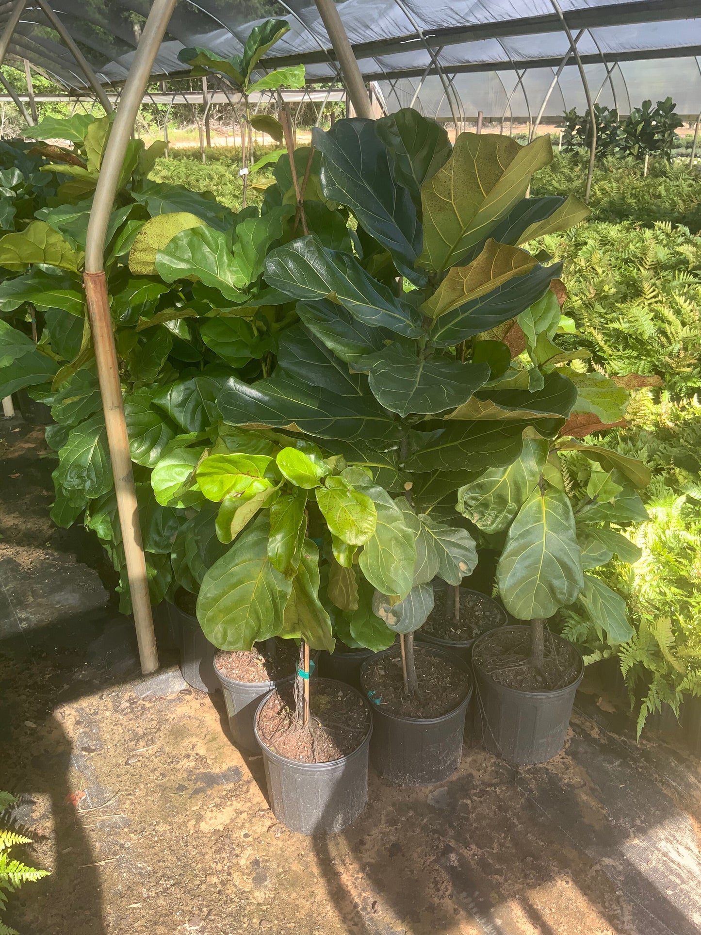 FIDDLE LEAF FIG - 3 to 4 Feet Tall - 3 gallon