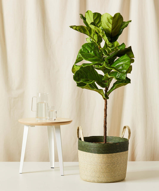 FIDDLE LEAF FIG - 3 to 4 Feet Tall - 3 gallon