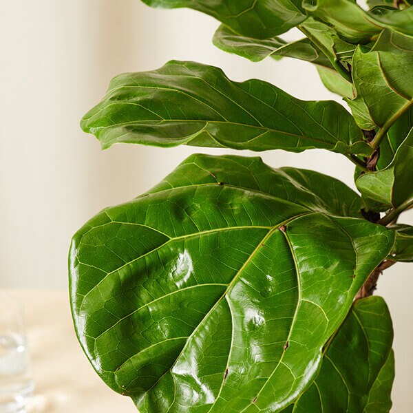 FIDDLE LEAF FIG - 3 to 4 Feet Tall - 3 gallon