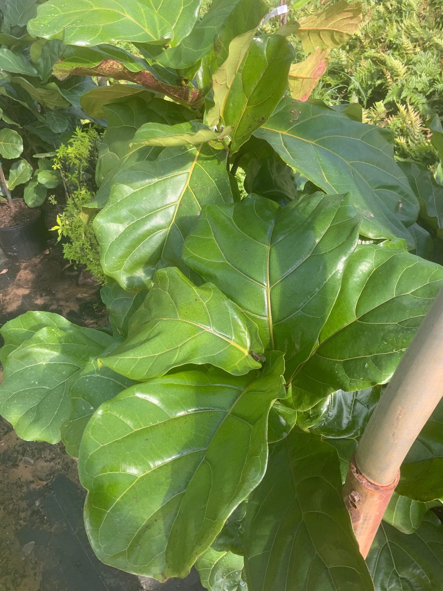 FIDDLE LEAF FIG - 3 to 4 Feet Tall - 3 gallon