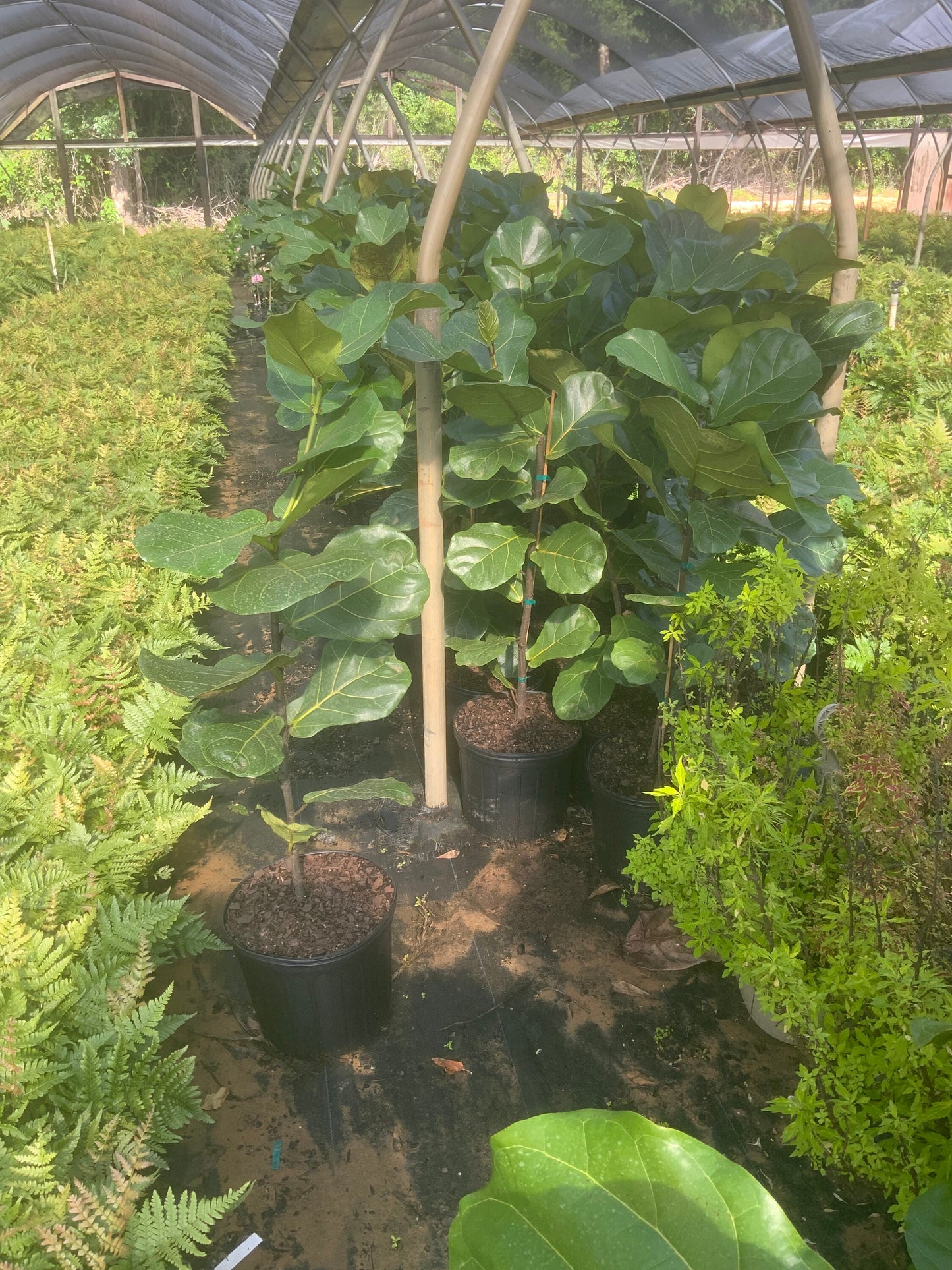 FIDDLE LEAF FIG - 3 to 4 Feet Tall - 3 gallon