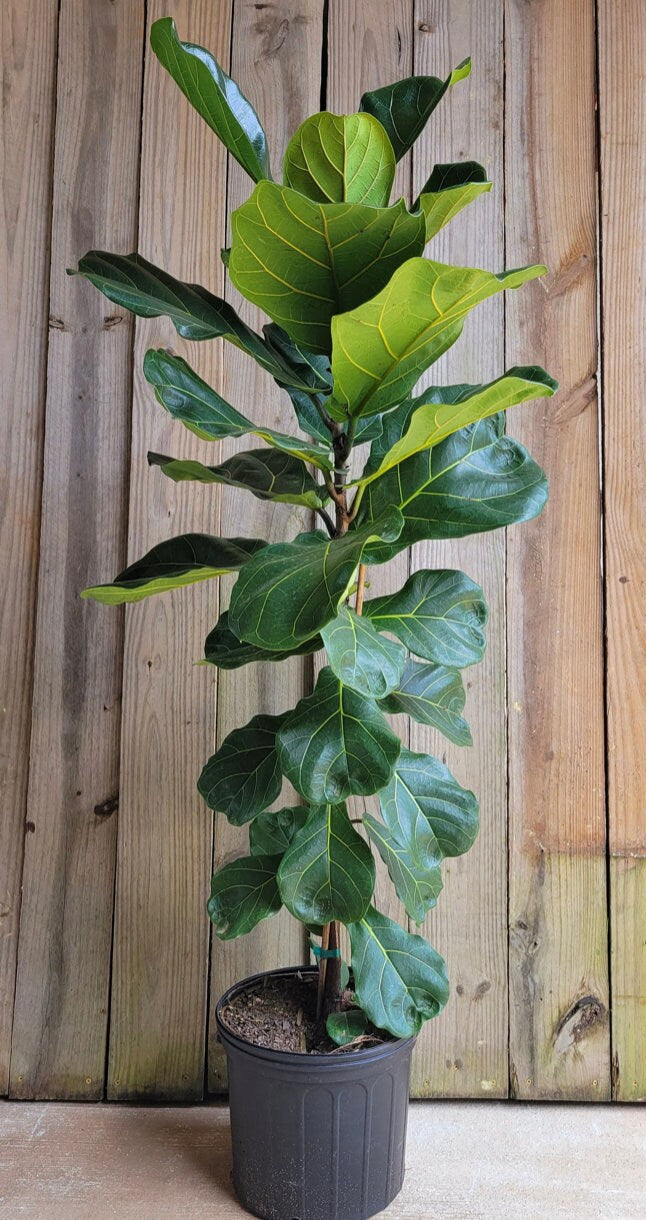 FIDDLE LEAF FIG - 3 to 4 Feet Tall - 3 gallon