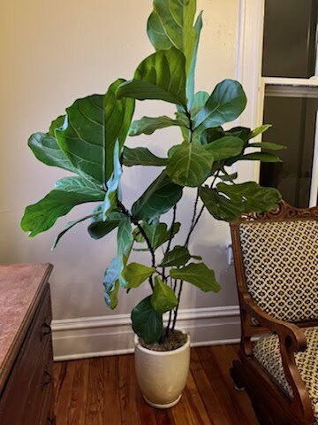 FIDDLE LEAF FIG - 3 to 4 Feet Tall - 3 gallon