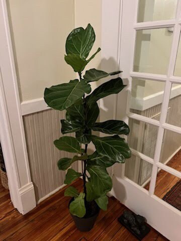 FIDDLE LEAF FIG - 3 to 4 Feet Tall - 3 gallon