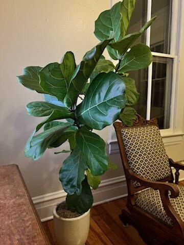 FIDDLE LEAF FIG - 3 to 4 Feet Tall - 3 gallon