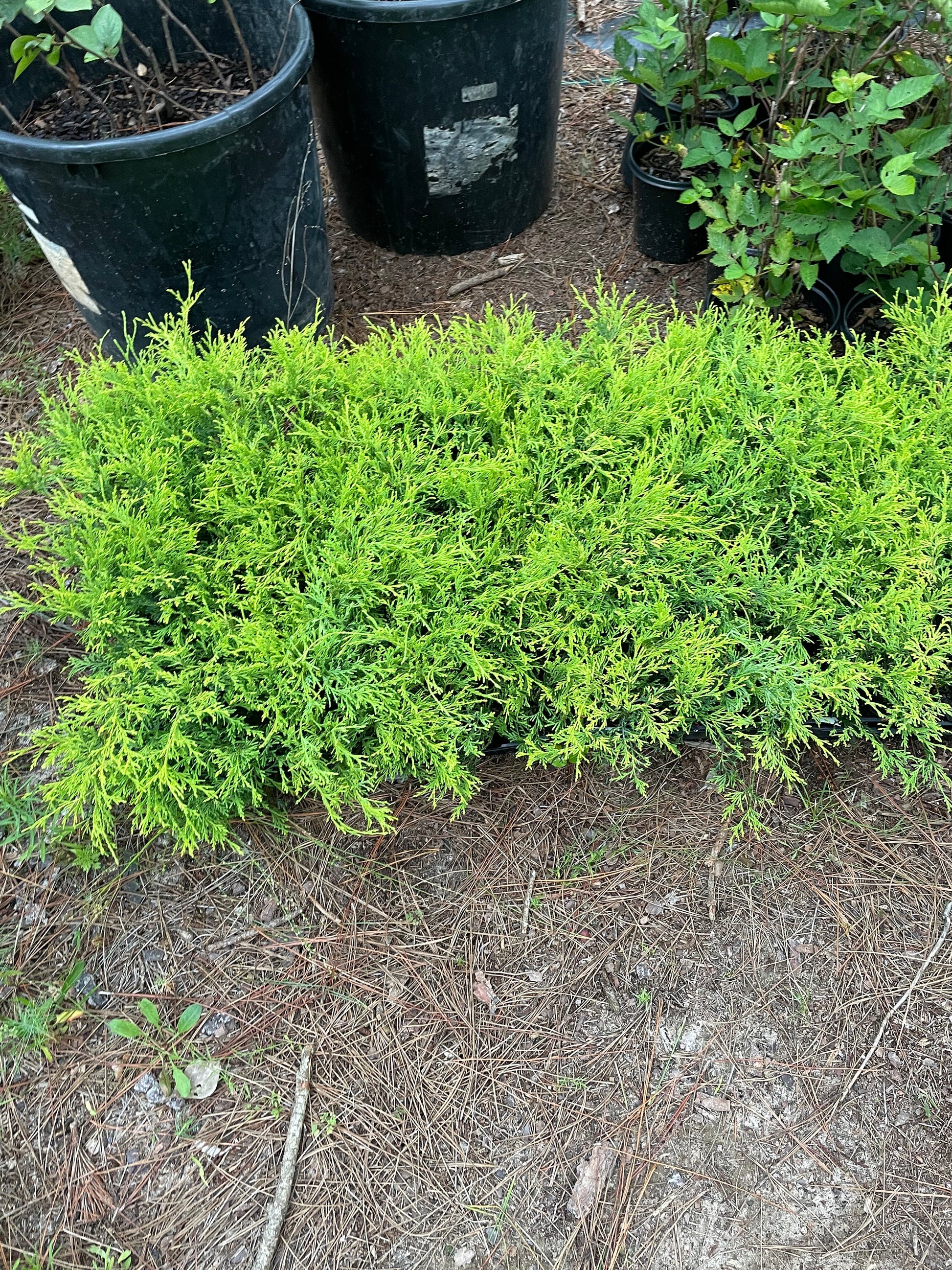 GOLD MOP CYPRESS - 5 Plants Per Order - Free Shipping