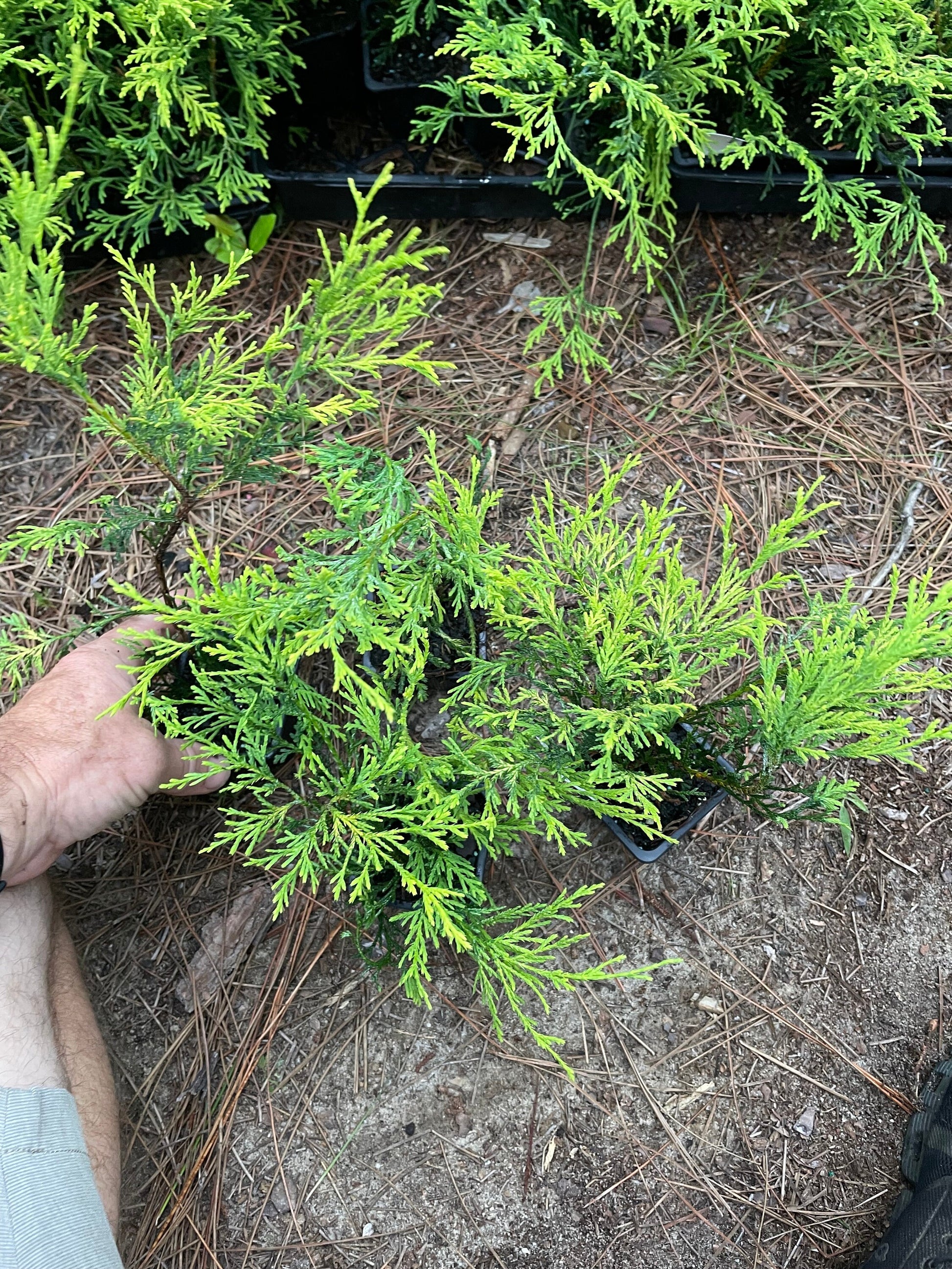 SOUTHERN LACE CYPRESS - 4 Plants Per Order! - Free Shipping!