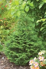 SOUTHERN LACE CYPRESS - 4 Plants Per Order! - Free Shipping!