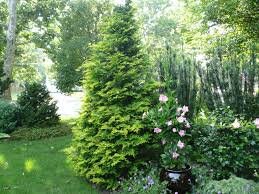 SOUTHERN LACE CYPRESS - 4 Plants Per Order! - Free Shipping!