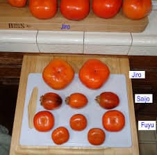 SAIJO PERSIMMON TREE - 3 Gallon Size Container - 3 to 4 Feet Tall