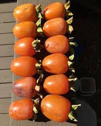 SAIJO PERSIMMON TREE - 3 Gallon Size Container - 3 to 4 Feet Tall