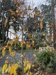 SAIJO PERSIMMON TREE - 3 Gallon Size Container - 3 to 4 Feet Tall