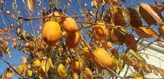 SAIJO PERSIMMON TREE - 3 Gallon Size Container - 3 to 4 Feet Tall