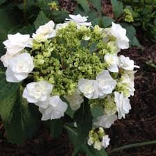 Wedding Gown Hydrangea - Your Garden's Bridal Beauty- White Hydrangea Flowers - Lace Cap Hydrangea - 2 Gallon Size Container Plant