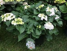 Wedding Gown Hydrangea - Your Garden's Bridal Beauty- White Hydrangea Flowers - Lace Cap Hydrangea - 2 Gallon Size Container Plant