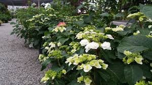 Wedding Gown Hydrangea - Your Garden's Bridal Beauty- White Hydrangea Flowers - Lace Cap Hydrangea - 2 Gallon Size Container Plant