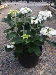 Wedding Gown Hydrangea - Your Garden's Bridal Beauty- White Hydrangea Flowers - Lace Cap Hydrangea - 2 Gallon Size Container Plant