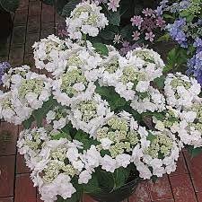 Wedding Gown Hydrangea - Your Garden's Bridal Beauty- White Hydrangea Flowers - Lace Cap Hydrangea - 2 Gallon Size Container Plant