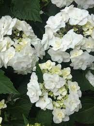 Wedding Gown Hydrangea - Your Garden's Bridal Beauty- White Hydrangea Flowers - Lace Cap Hydrangea - 2 Gallon Size Container Plant