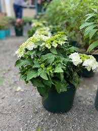 Wedding Gown Hydrangea - Your Garden's Bridal Beauty- White Hydrangea Flowers - Lace Cap Hydrangea - 2 Gallon Size Container Plant